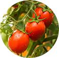 Led tomatvækstlys