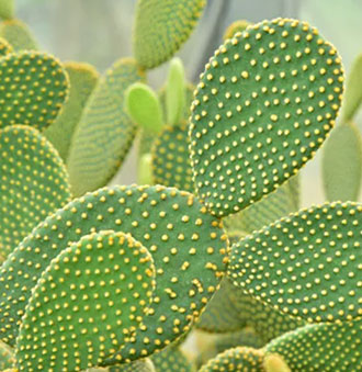 Kaktus Growing Light