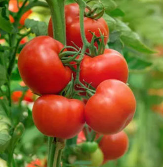 Led tomatvækstlys