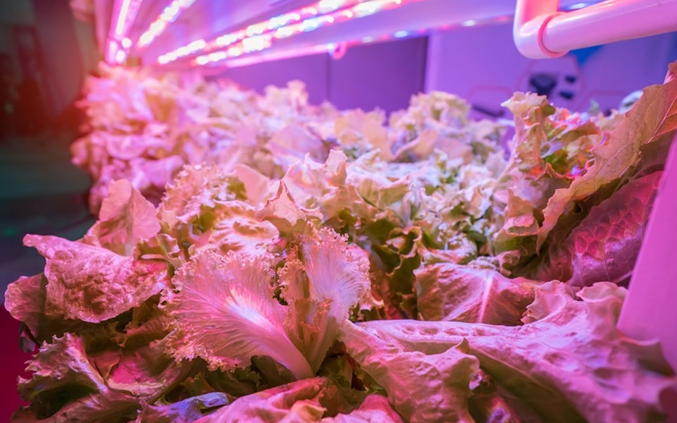 Hvilken farve LED lys er bedst til planter?