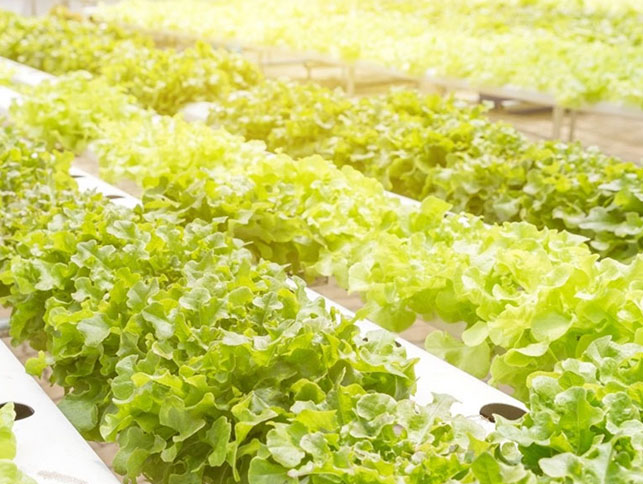 Bedste vokselys til salat