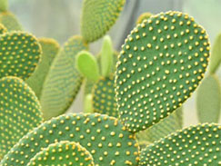 Kaktus Growing Light