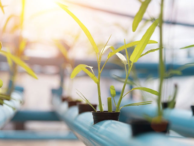 Hjælper UV-lys planter med at vokse